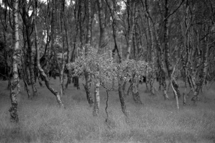 EOS5 FP4077-1309