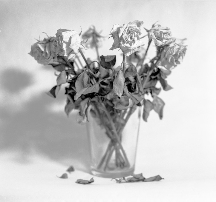 Mamiya C330 FP4 0236